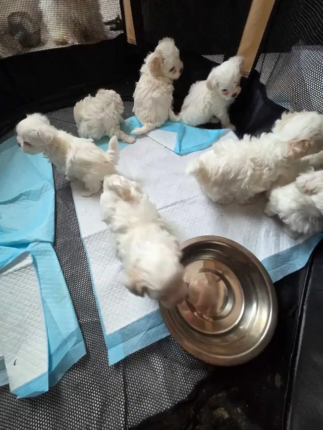 Shih Tzu / Maltese ready for adoption born March 11th - Photo 10