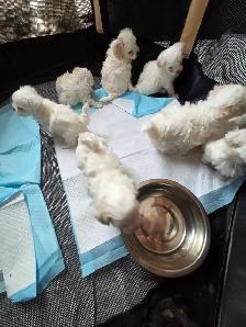 Shih Tzu / Maltese ready for adoption born March 11th - Photo 10