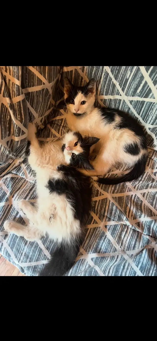 2 male kittens to give away