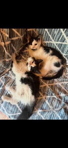 2 male kittens to give away