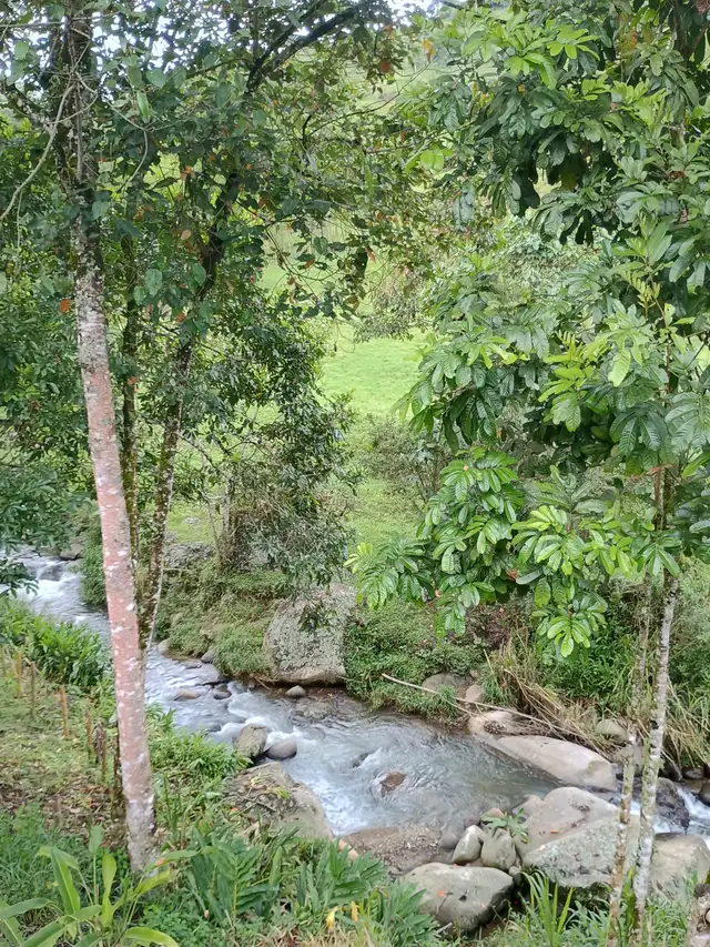 Andes Chalet in the Coffee Triangle  of Colombia - Photo 2