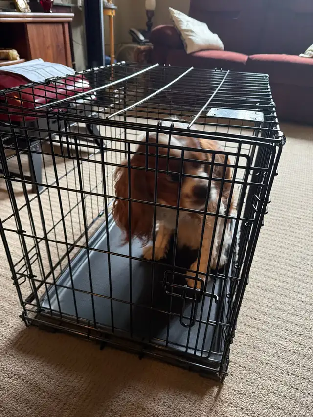dog crate