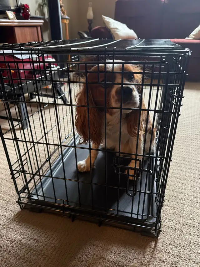 dog crate - Photo 2