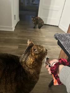 Emy’s Pets - Gardiennage Animaux - Pet Sitting - Photo 5