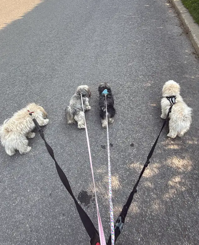 Emy’s Pets - Gardiennage Animaux - Pet Sitting - Photo 6