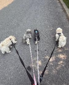 Emy’s Pets - Gardiennage Animaux - Pet Sitting - Photo 6