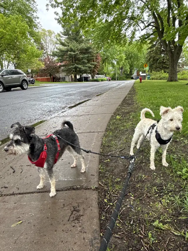 Emy’s Pets - Gardiennage Animaux - Pet Sitting - Photo 7