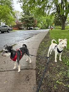 Emy’s Pets - Gardiennage Animaux - Pet Sitting - Photo 7
