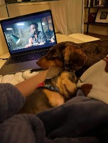 Emy’s Pets - Gardiennage Animaux - Pet Sitting - Photo 9