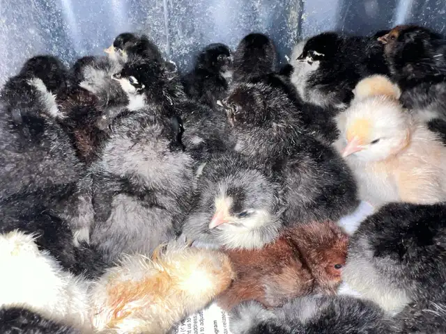 Chick hatch just today.  May 3