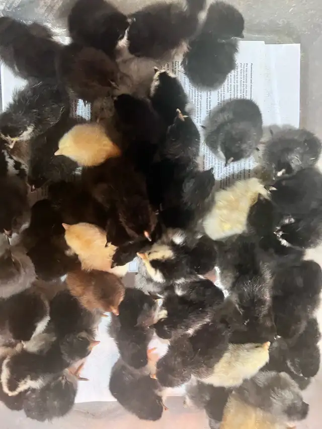 Chick hatch just today.  May 3 - Photo 2