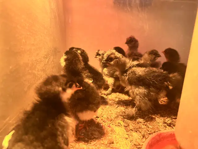 Chick hatch just today.  May 3 - Photo 3