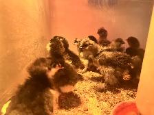 Chick hatch just today.  May 3 - Photo 3
