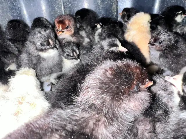 Chick hatch just today.  May 3 - Photo 5