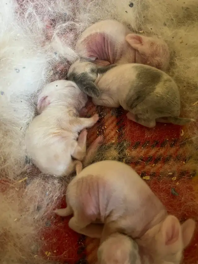 lapin tete de lion tout blanc et tacheté