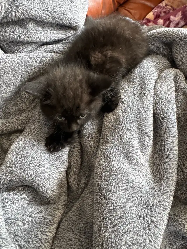 chaton angora sont prêts à partir 819-230-4909