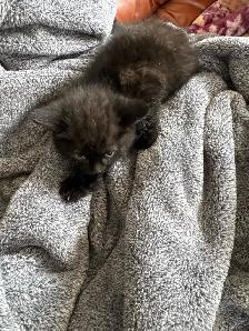 chaton angora sont prêts à partir 819-230-4909
