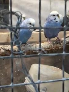 Young budgies