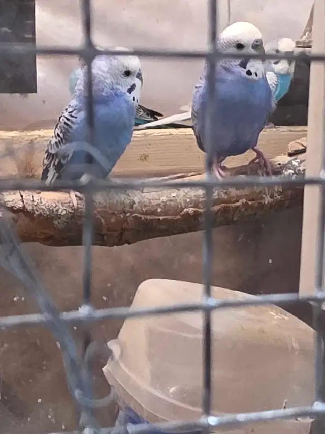 Young budgies - Photo 2