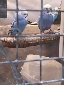 Young budgies - Photo 2