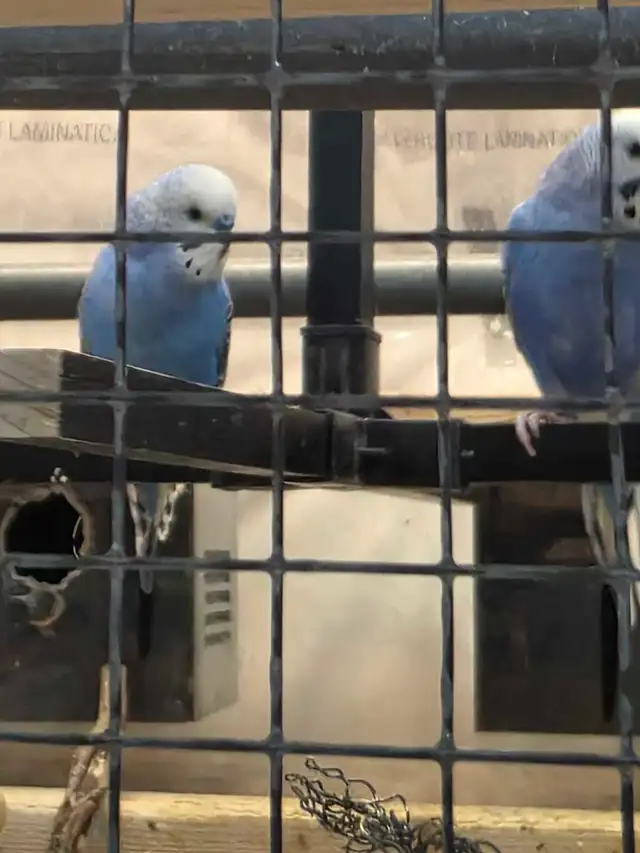 Young budgies - Photo 3