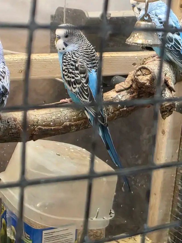 Young budgies - Photo 4