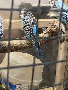 Young budgies - Photo 4