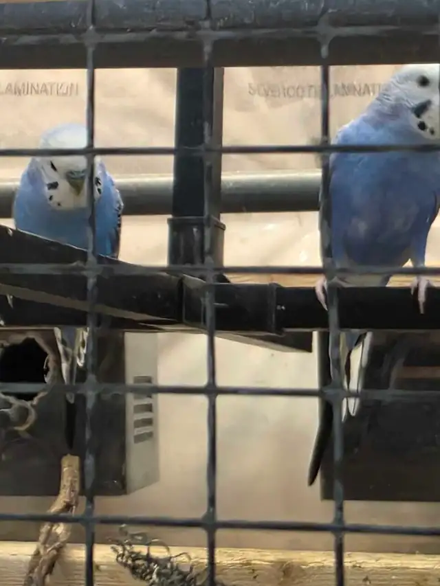 Young budgies - Photo 5