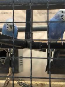 Young budgies - Photo 5