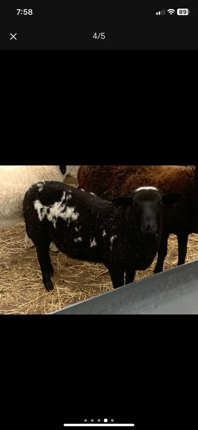 lambs  available