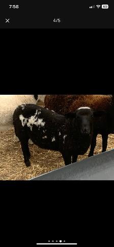 lambs  available