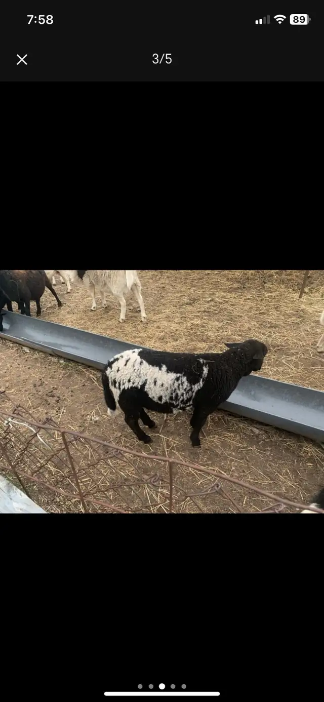 lambs  available - Photo 2