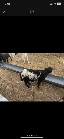 lambs  available - Photo 2