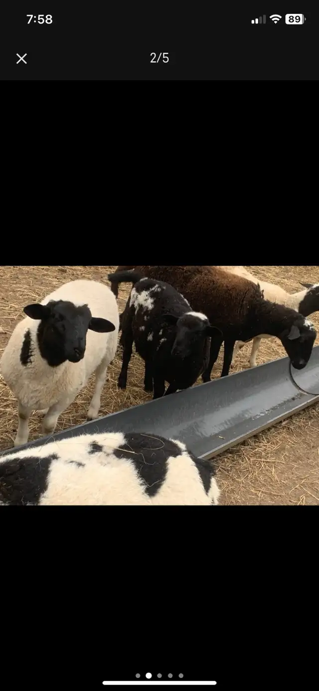 lambs  available - Photo 3