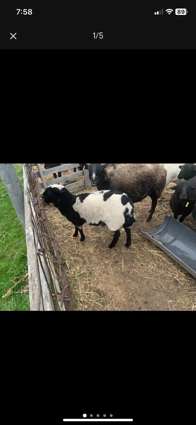 lambs  available - Photo 4