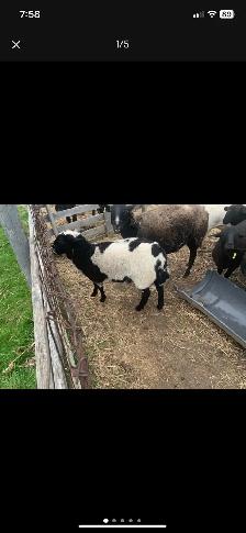 lambs  available - Photo 4
