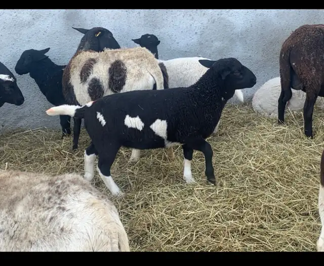 lambs  available - Photo 5