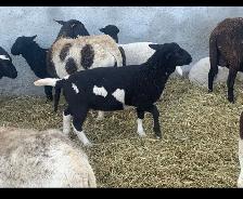 lambs  available - Photo 5