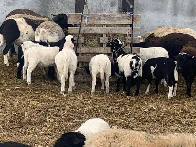 lambs  available - Photo 6