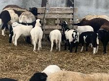 lambs  available - Photo 6