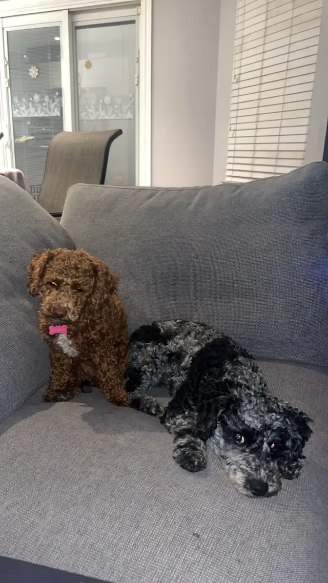 toy poodle