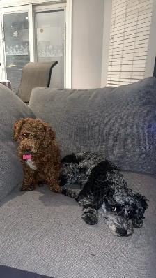 toy poodle