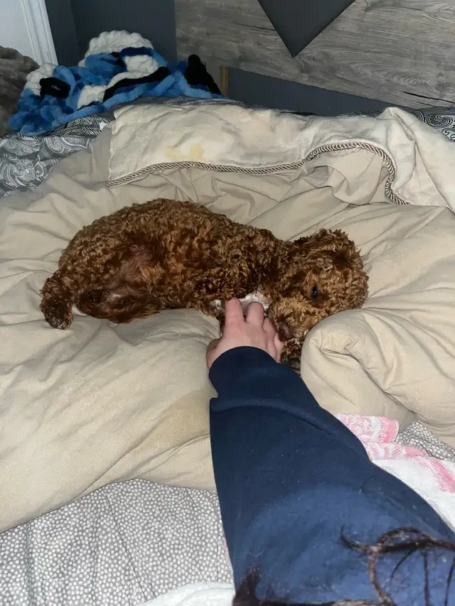 toy poodle - Photo 2