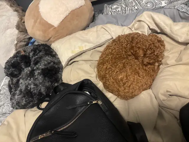 toy poodle - Photo 3