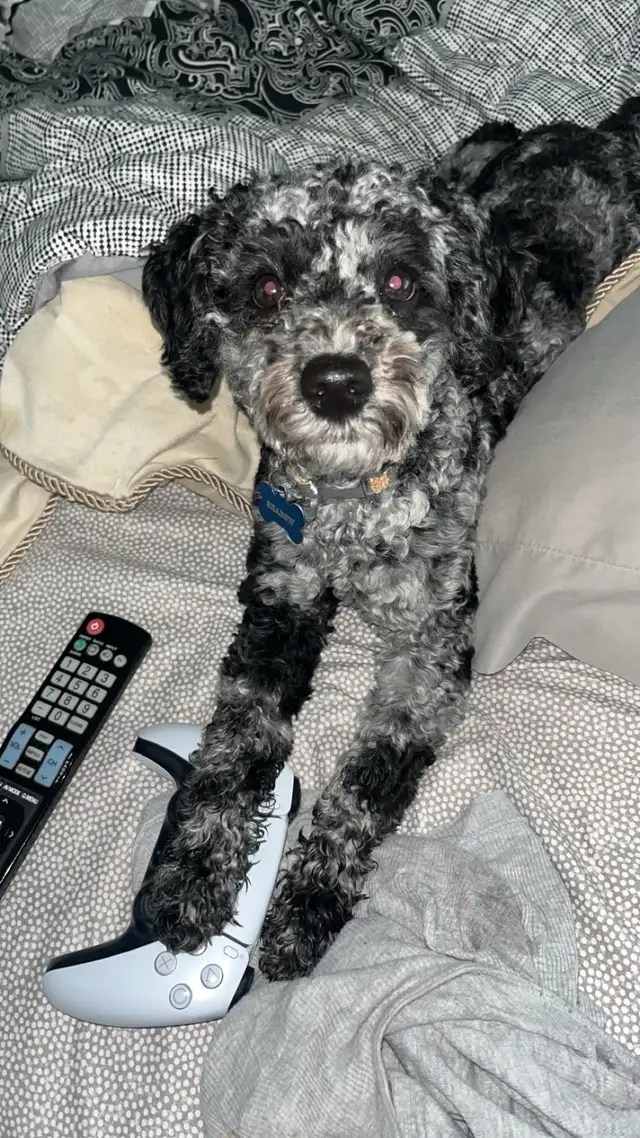 toy poodle - Photo 4