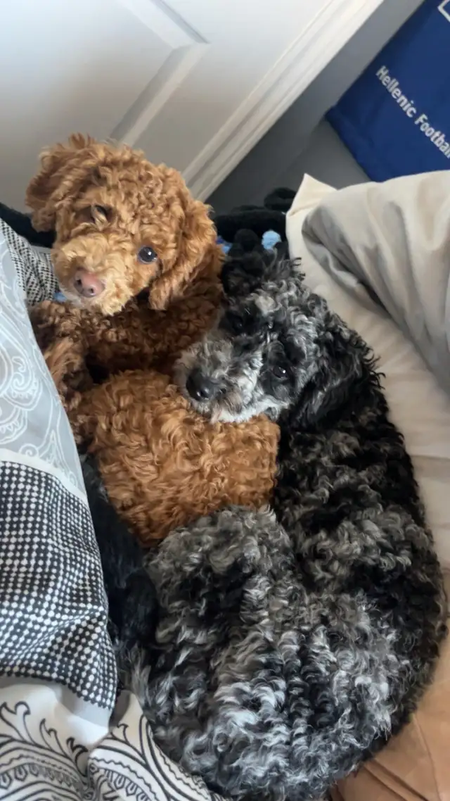toy poodle - Photo 5