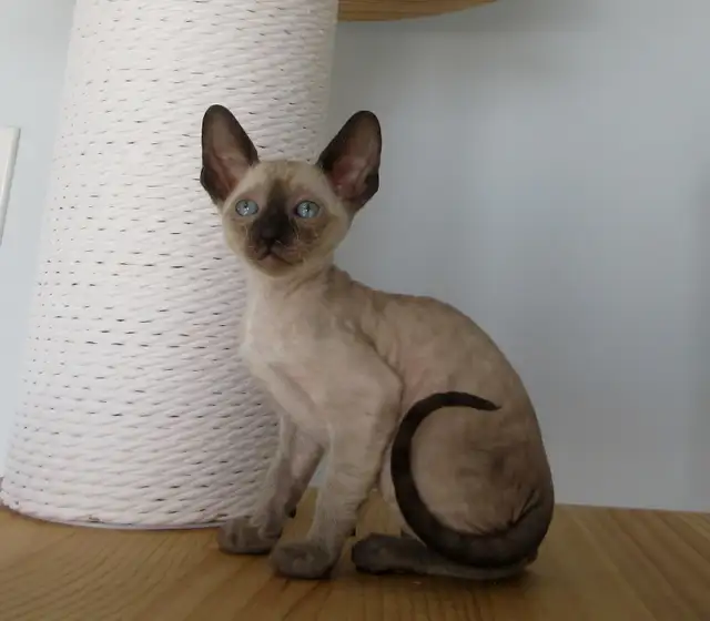 ❤️chaton❤️rex cornish vermifugé, micropucé❤️