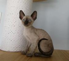❤️chaton❤️rex cornish vermifugé, micropucé❤️