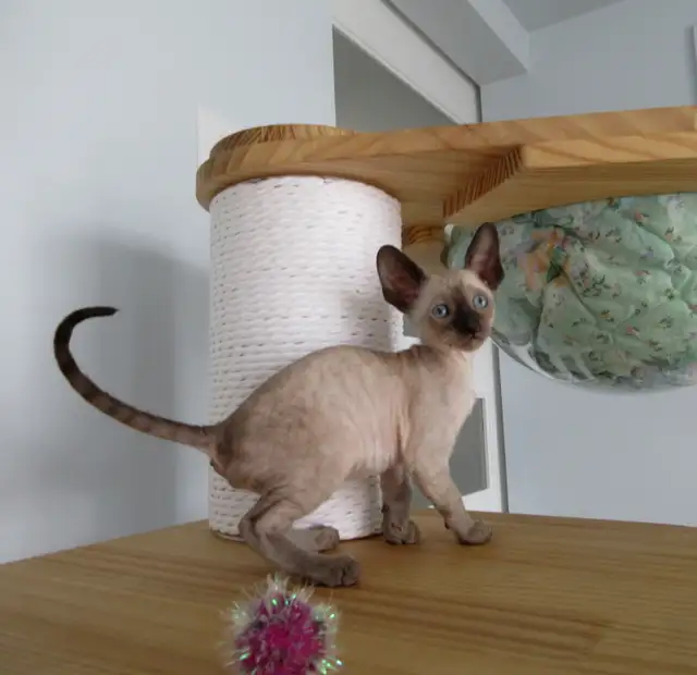 ❤️chaton❤️rex cornish vermifugé, micropucé❤️ - Photo 2