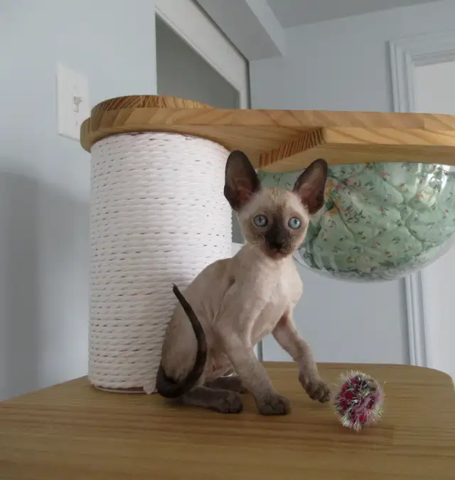 ❤️chaton❤️rex cornish vermifugé, micropucé❤️ - Photo 3